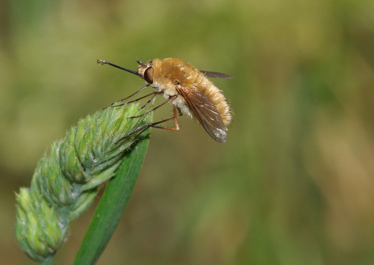 Systoechus ctenopterus ♀ (Bombyliidae)